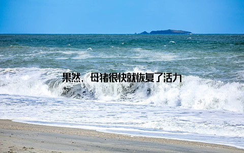 果然, 母猪很快就恢复了活力