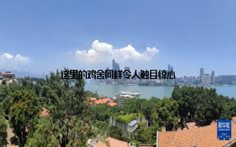 这里的鸡舍同样令人触目惊心